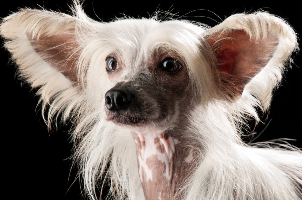 Domestic animals pet animal pet