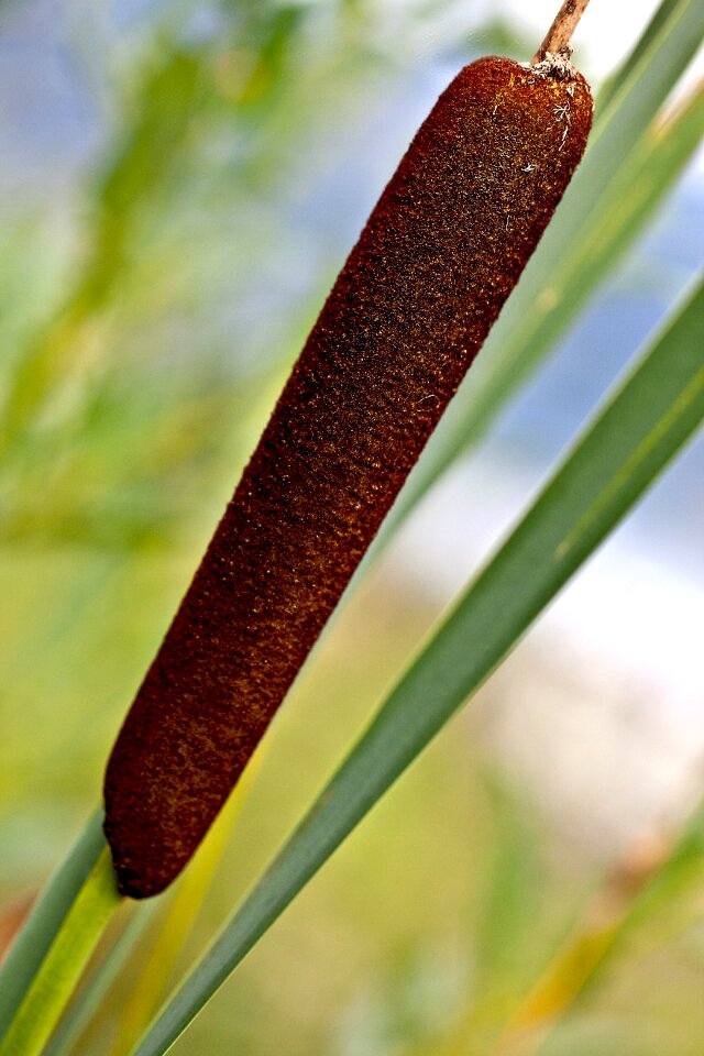 Wetland maturation flowering