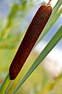 Wetland maturation flowering