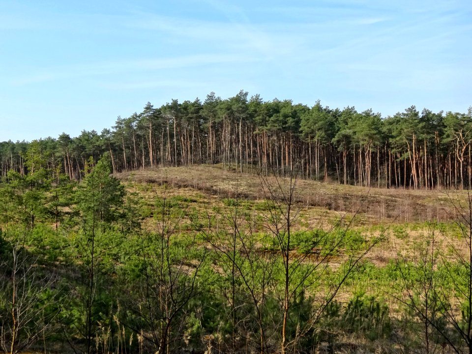 BydgoszczForest 4a 03-2014