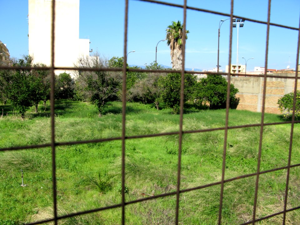 Campo Sperimentale della Stazione Sperimentale Industrie Essenze e Derivati Agrumi (SSEA) - Reggio Calabria, Italy - 7 Oct. 2009 - (1)