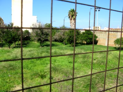 Campo Sperimentale della Stazione Sperimentale Industrie Essenze e Derivati Agrumi (SSEA) - Reggio Calabria, Italy - 7 Oct. 2009 - (1)