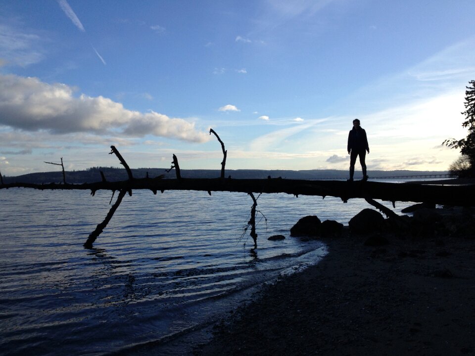 Calm silhouette driftwood