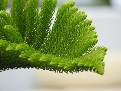 Leaves plant close up