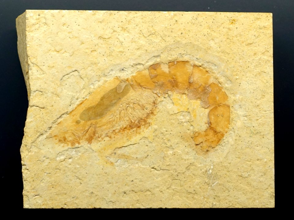 Bylgia hexadon - Museum fur Naturkunde, Berlin - DSC09926