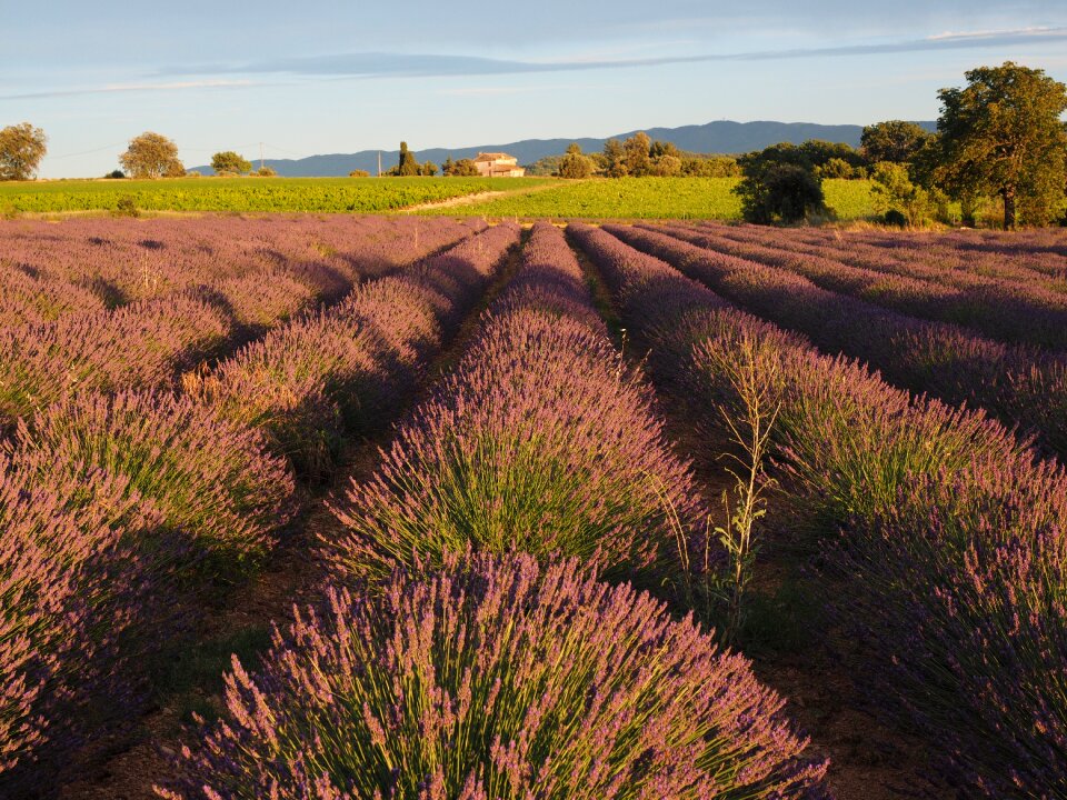 Lavender flowers violet lavender cultivation