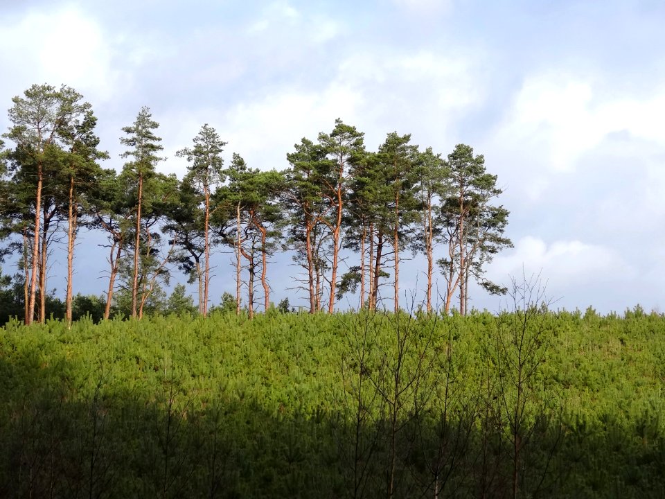 Bydgoszcz Forest 4 02-2015