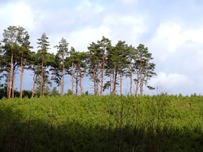 Bydgoszcz Forest 4 02-2015