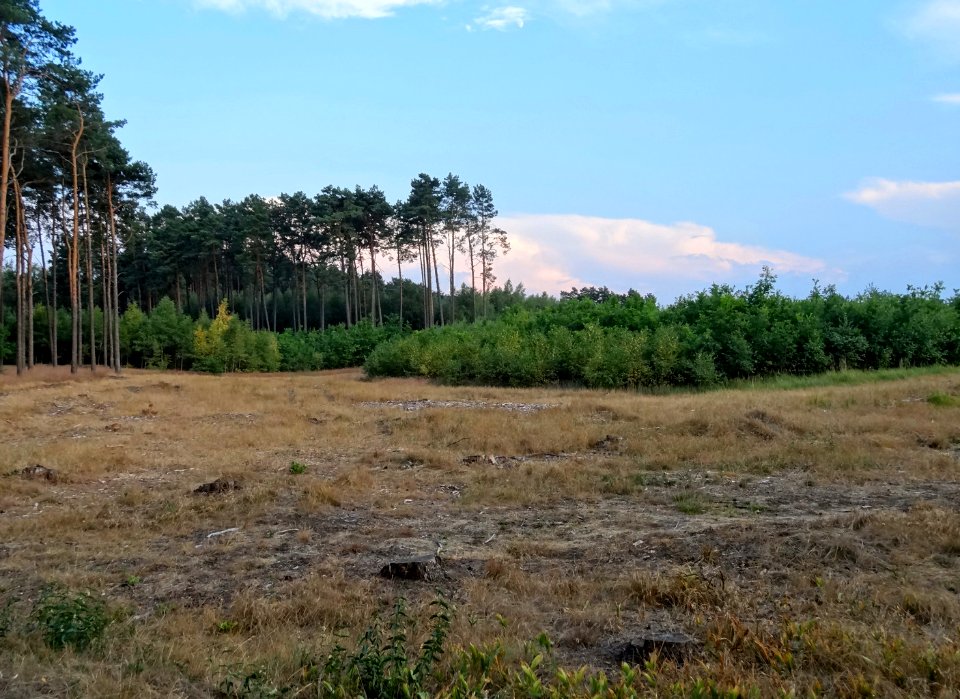 Bydgoszcz Forest 6 07-2014