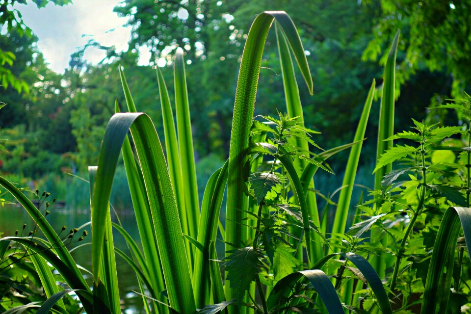 Water water plant aquatic