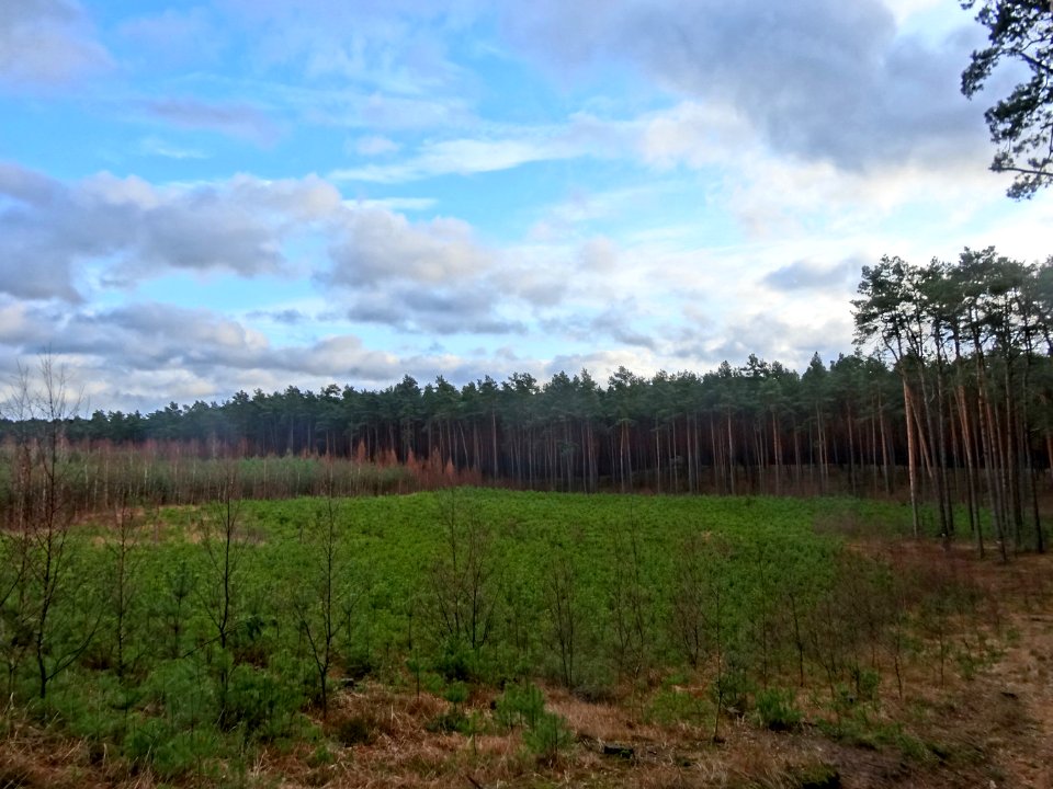 Bydgoszcz Forest 1 02-2015
