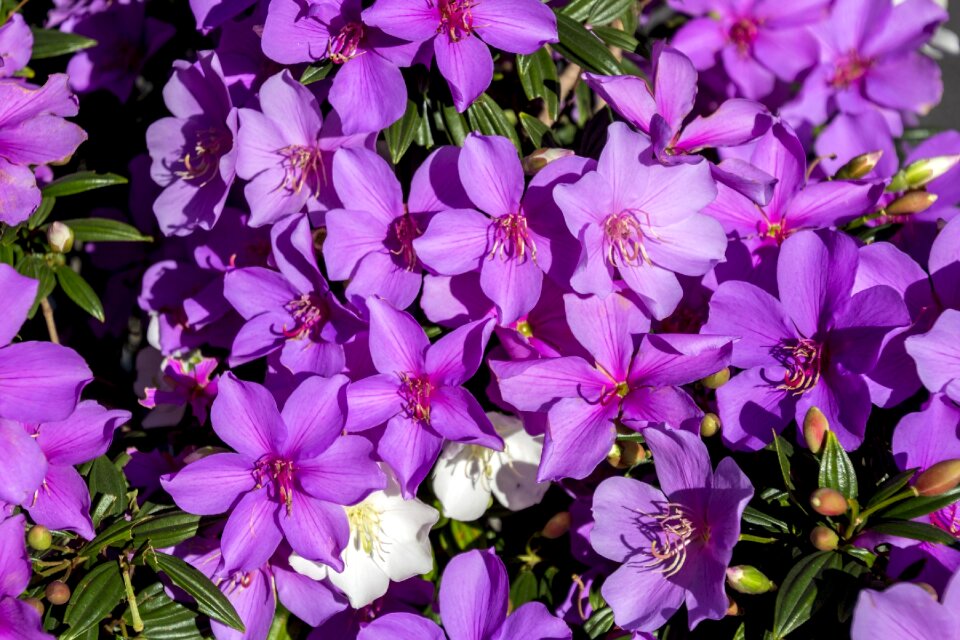 Azalea pink plant nature