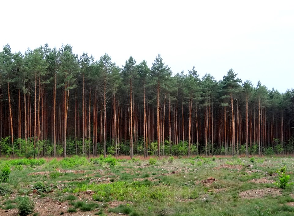Bydgoszcz Forest 9 07-2014