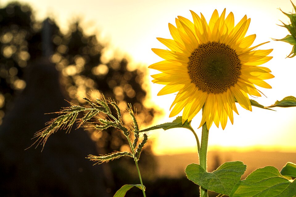 Nature flower sunlight
