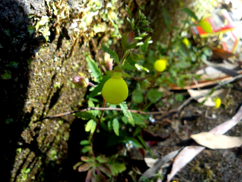 CalceolariaMexicana-FlowerInOoty