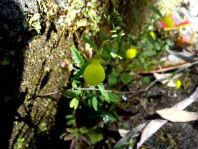 CalceolariaMexicana-FlowerInOoty