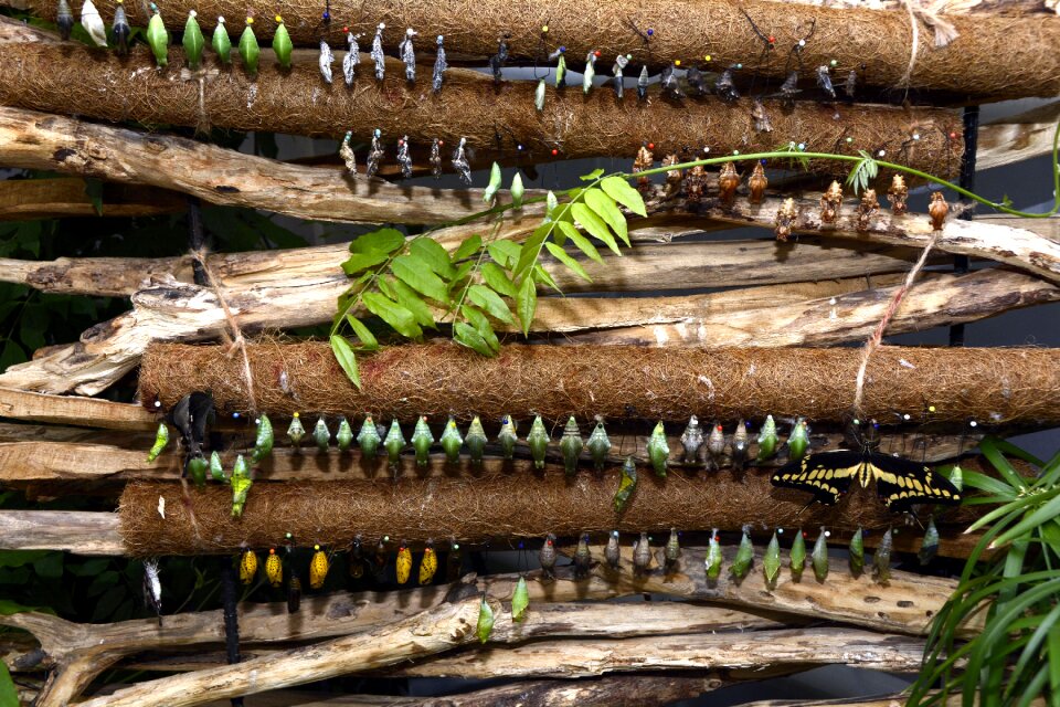 Breeding hanging nature