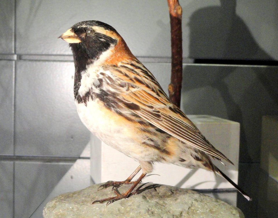 Calcarius lapponicus - Finnish Museum of Natural History - DSC04610