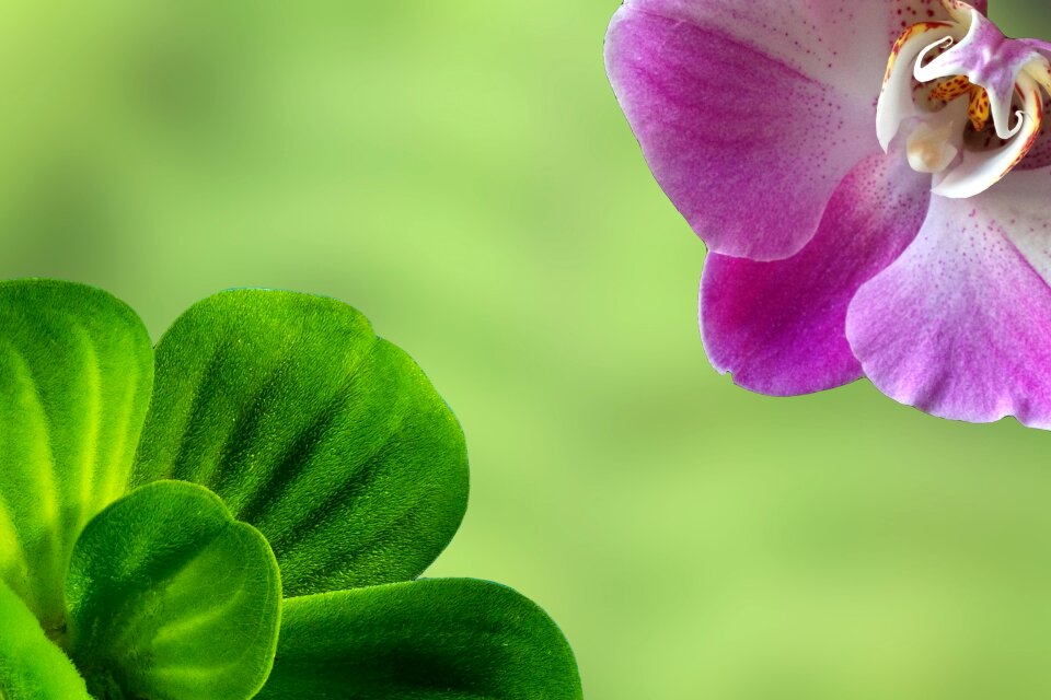 Green bloom fresh