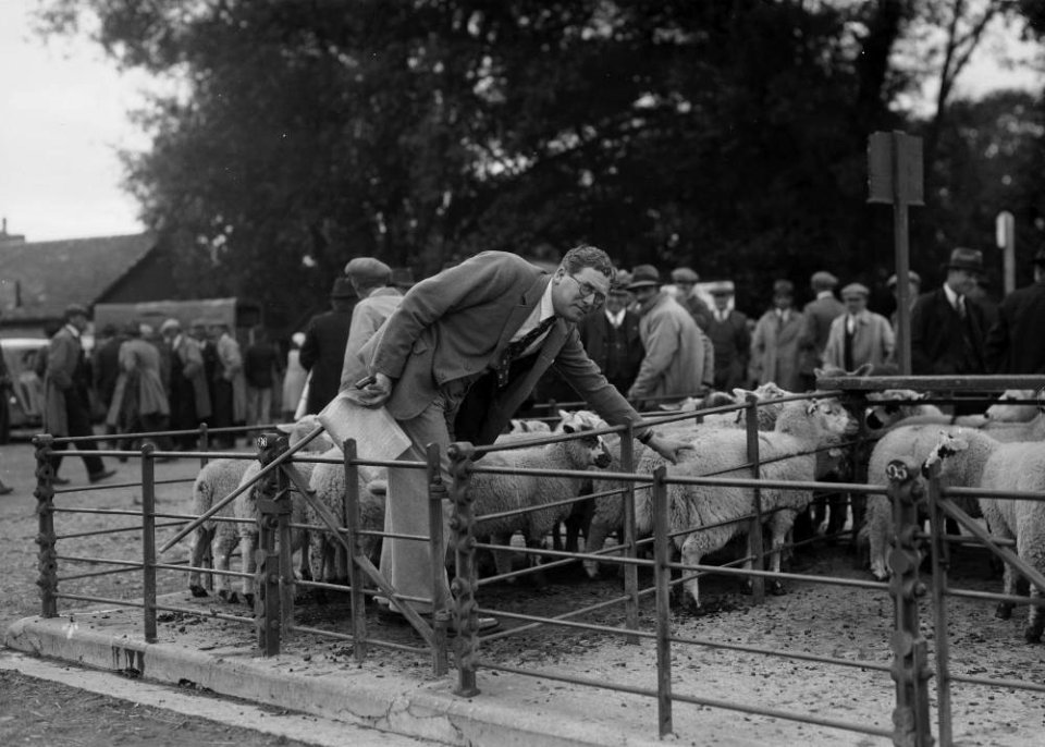 By-election candidate at a sheep market, 1939 (1294177)