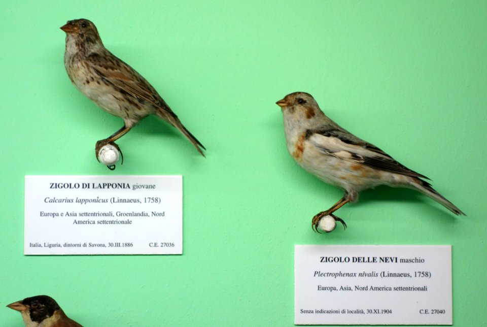 Calcarius lapponicus (young) and Plectrophenax nivalis (male) - Museo Civico di Storia Naturale Giacomo Doria - Genoa, Italy - DSC03073