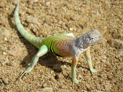 New mexico desert brown news