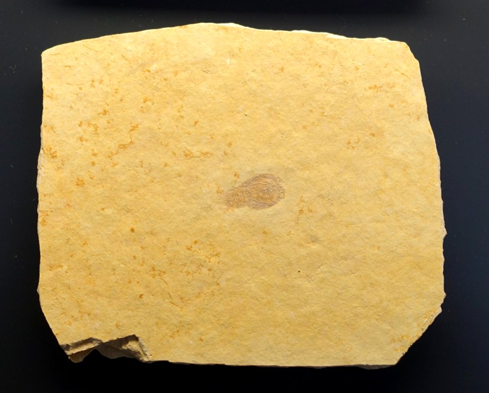 Bylgia spinosa - Museum fur Naturkunde, Berlin - DSC09994