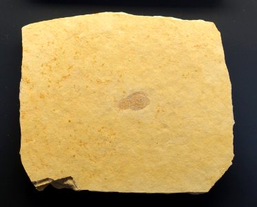 Bylgia spinosa - Museum fur Naturkunde, Berlin - DSC09994