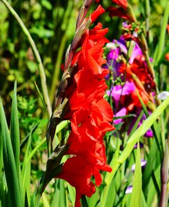 Nature flowers grow