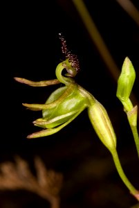 Caleana minor 1756304