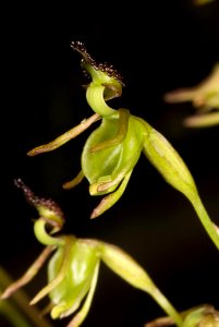 Caleana minor 1756306