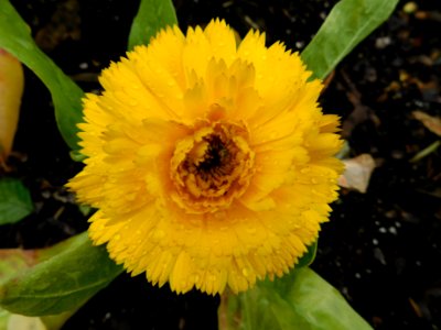 Calendula officinalis bon bon yellow