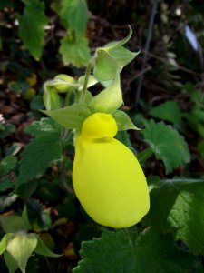 Calceolaria tomentosa