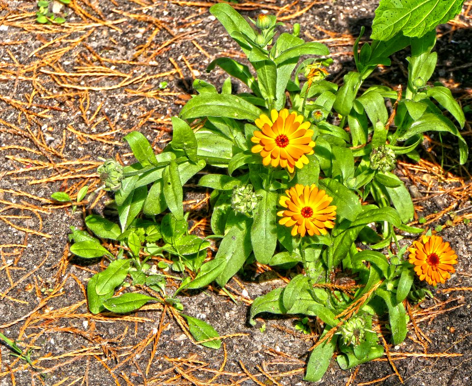 Calendula officinalis - Ringelblume
