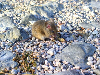 Mouse animal rodent photo