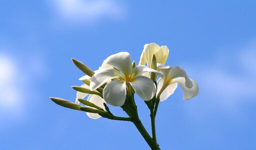 White yellow petal photo