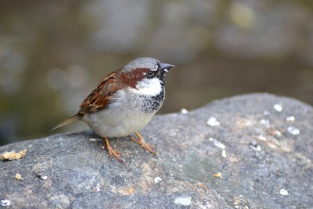 Plumage sperling nature
