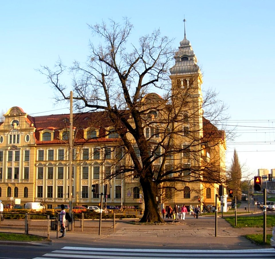 Bydg Dąb pomnik przyrody na rondzie Grunwaldzkim