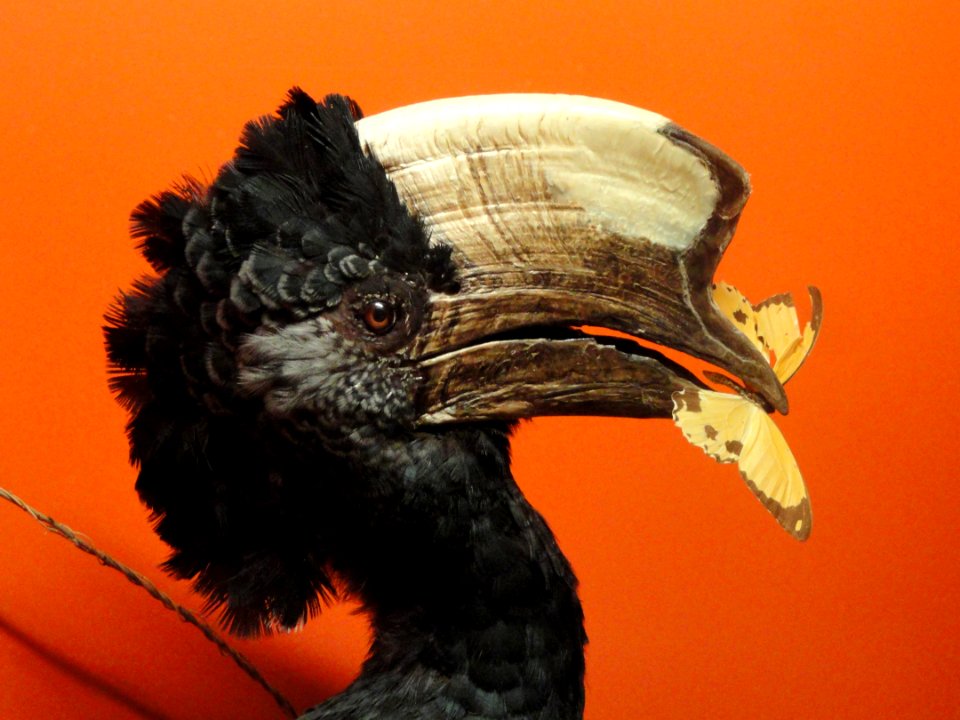 Bycanistes subcylindricus - Springfield Science Museum - Springfield, MA - DSC03349