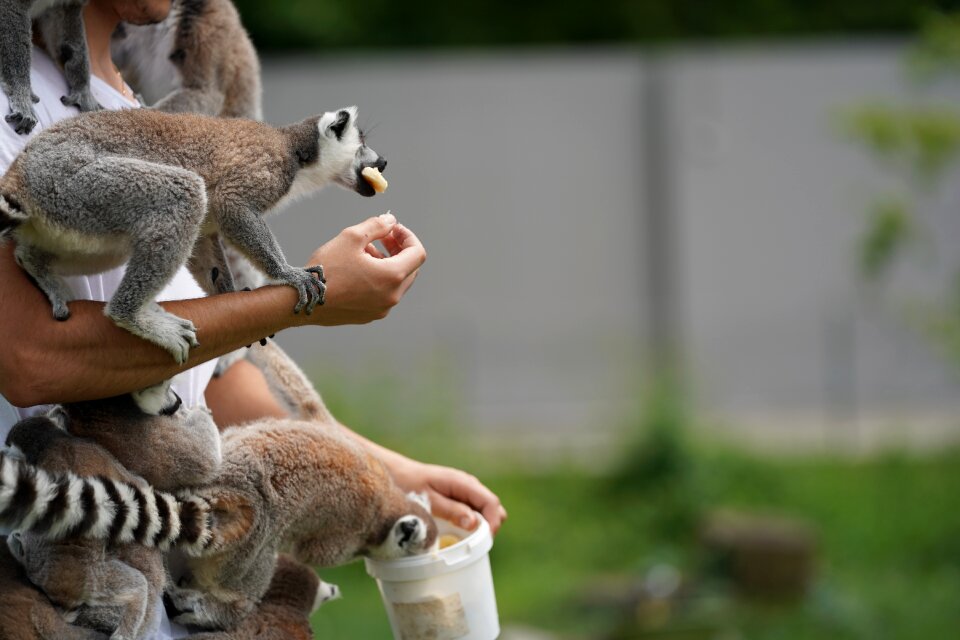 Monkey madagascar ring tailed lemur