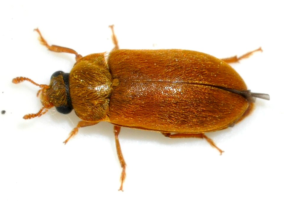 Byturus-ochraceus-08-fws