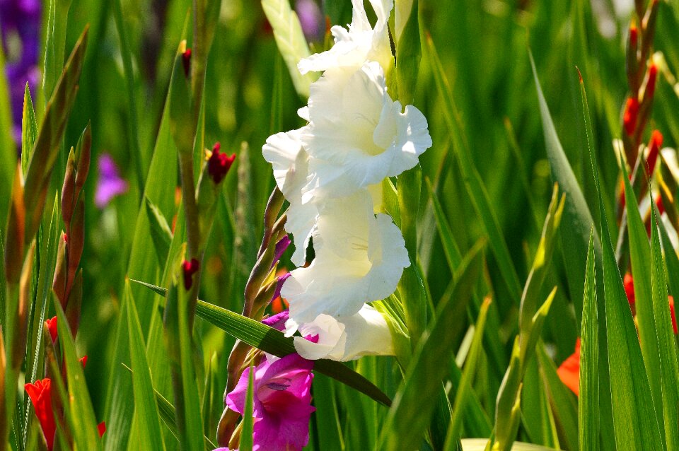 Various colors nature flowers