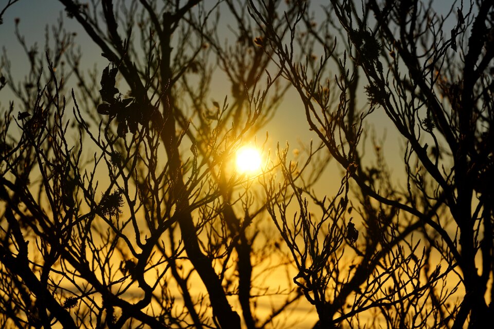 Trees backlighting aesthetic