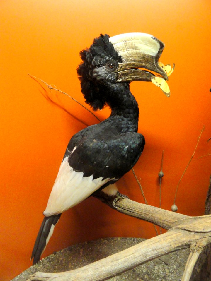 Bycanistes subcylindricus - Springfield Science Museum - Springfield, MA - DSC03347