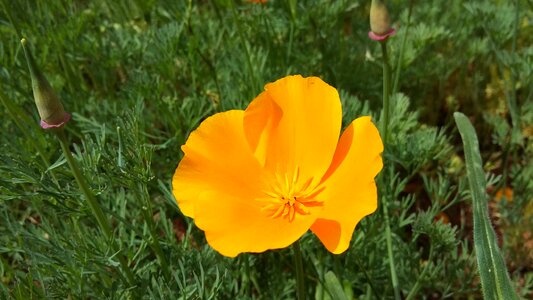 Yellow flowers nature spring