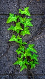 Green pool leaf photo