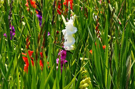 Various colors nature flowers