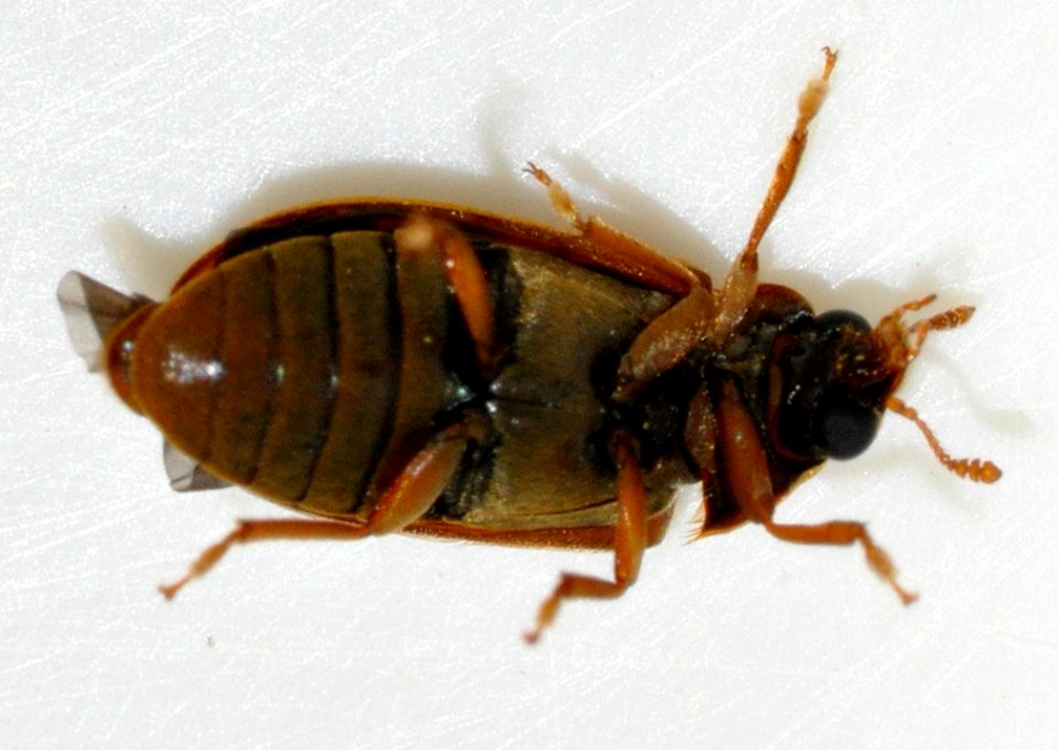 Byturus-ochraceus-07-fws