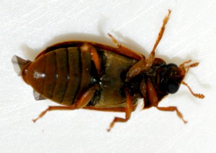 Byturus-ochraceus-07-fws