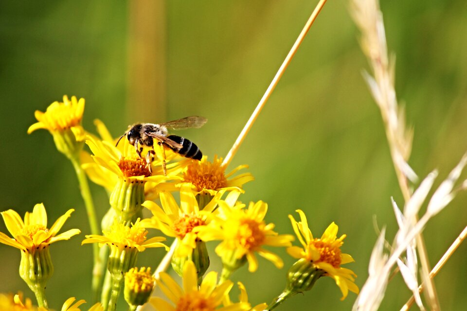 Sit sprinkle nectar